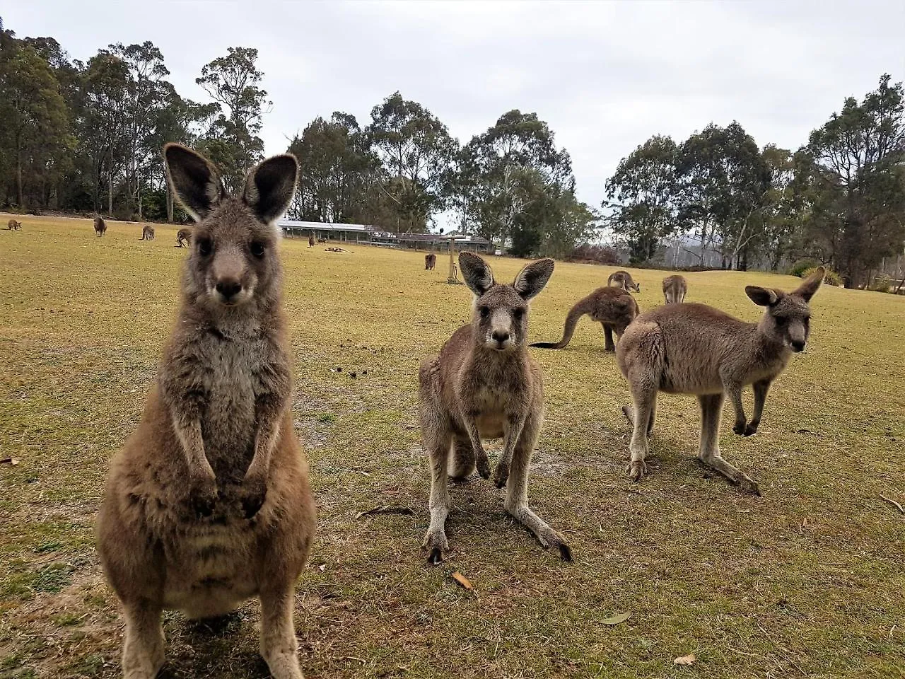 Lodge Woodbine Park Eco Cabins Villa Merimbula Australia