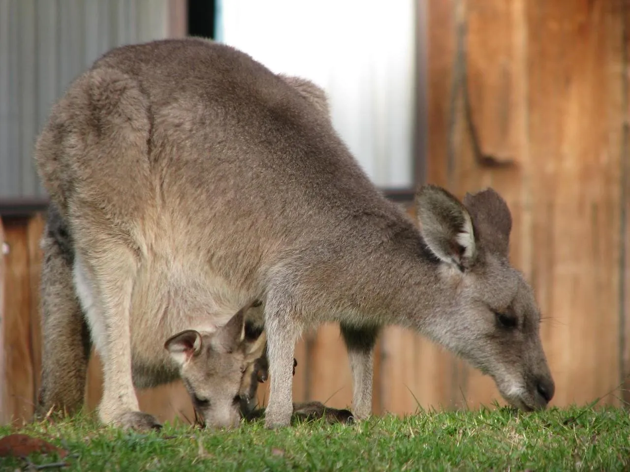 Villa Woodbine Park Eco Cabins Merimbula