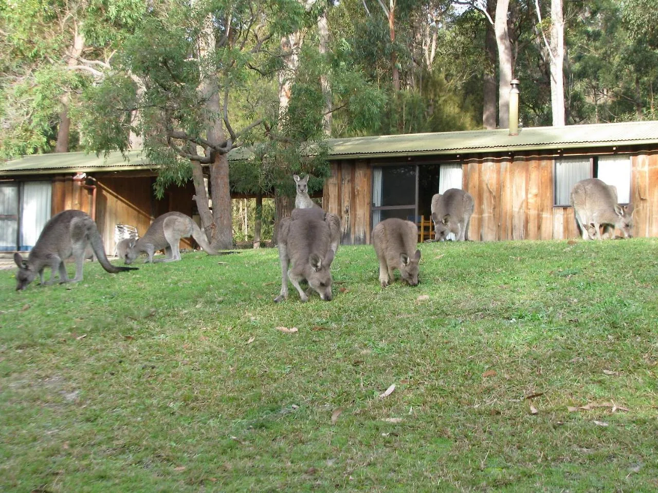 Woodbine Park Eco Cabins Villa Merimbula Australia